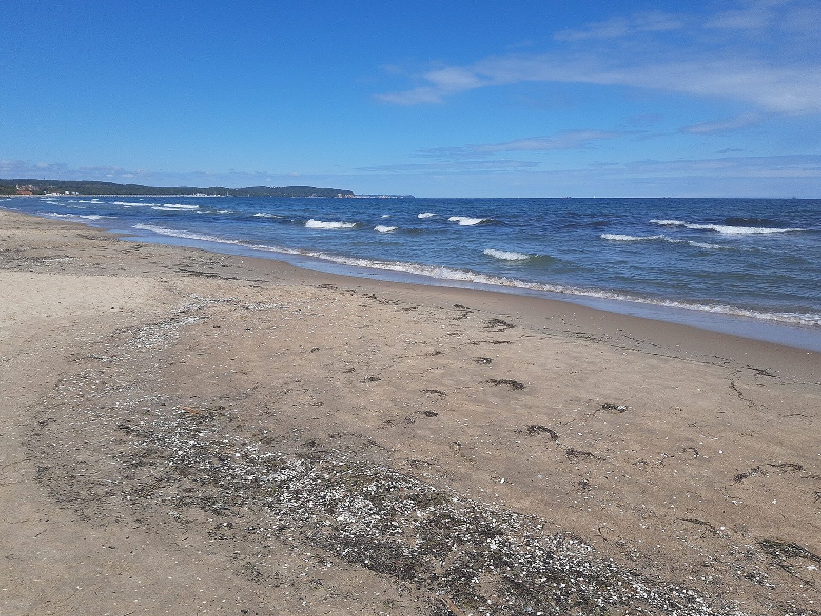 Shells on a beach near Sopot on the Baltic coast